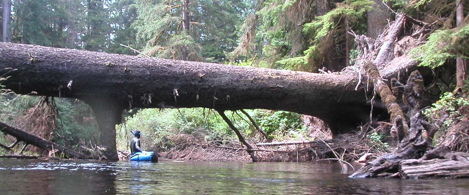 A person in a small boat passes beneath a large fallen tree spanning a river