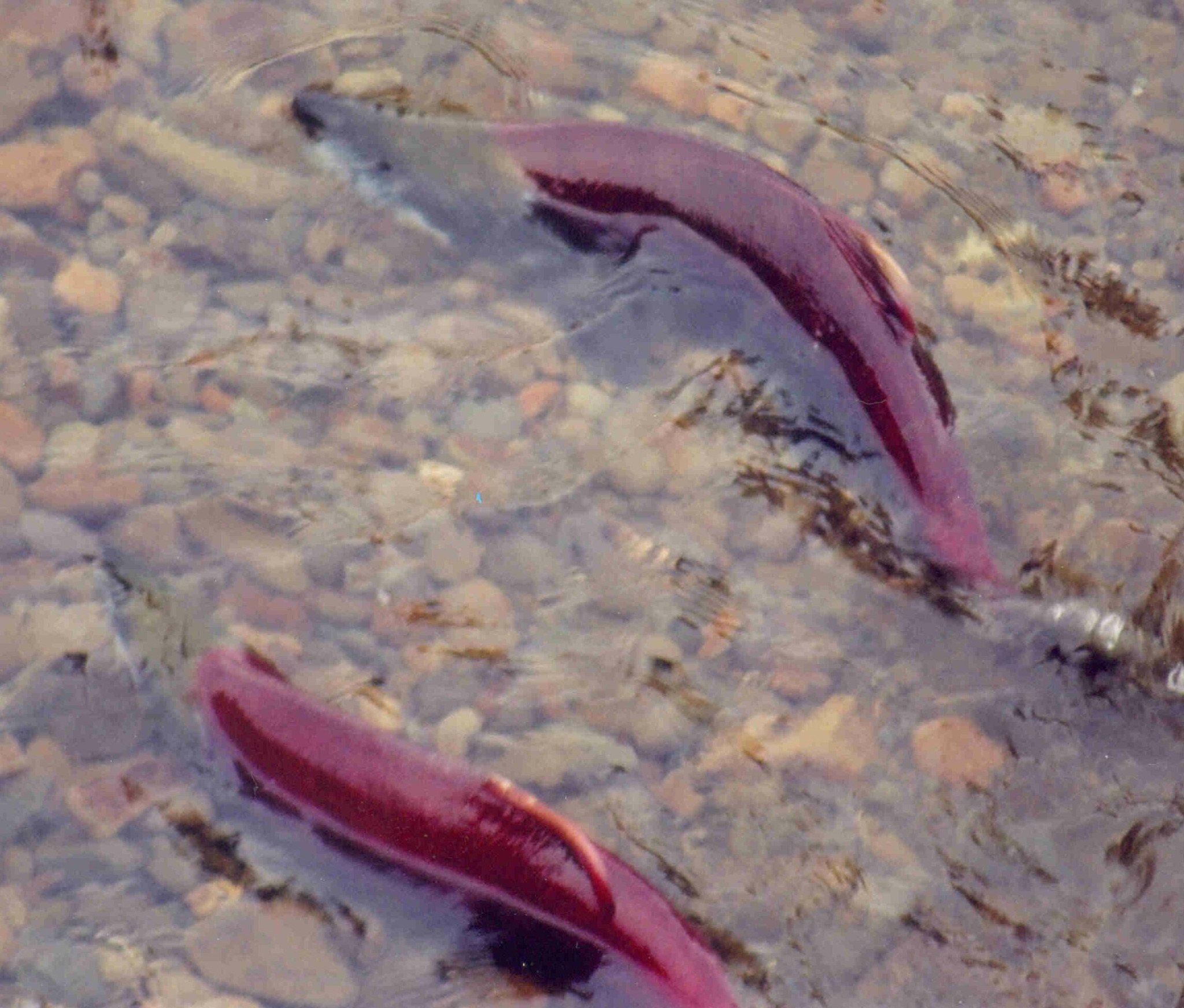 Two adult sockeye swimming over gravel